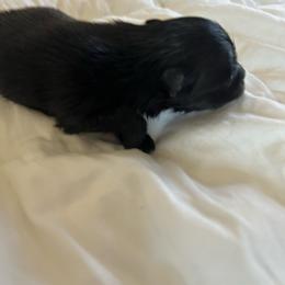 Boy 1 - Black male Pomeranian puppy in Brentwood, California from Royalpawpoms