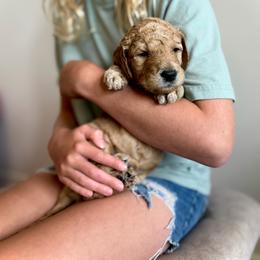 Lasso (green) - Cream male Goldendoodle puppy in Hutto, Texas from Crystal's Goldendoodles