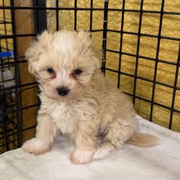Levi 4 pound toy - Apricot male Maltipoo puppy in Lawrenceburg, Tennessee from LUV Poodles and Maltipoos