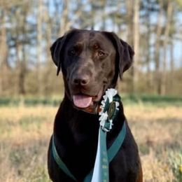 Labrador Retrievers from Southern Comfort Gun Dogs
