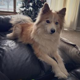 Sunny - Pomsky