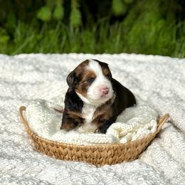 Truffles - Merle male Bernedoodle puppy in Bremen, Indiana from Farmland Doodles