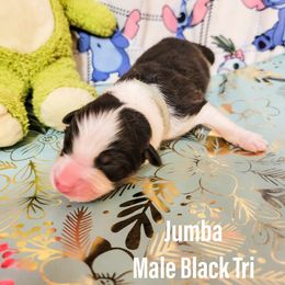 Australian Shepherd Puppies from Gordon and Sons Farms