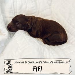 FiFi - Chocolate female Goldendoodle puppy in Soddy Daisy, Tennessee from The W Doods