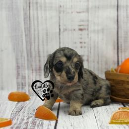 Baylor - Dapple male Dachshund puppy in Nashville, Arkansas from Cuddles n Curls