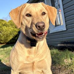 Labrador Retrievers from Three Springs Retrievers
