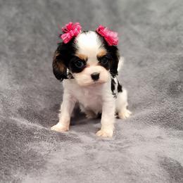 Hope - Tri-color female Cavalier King Charles Spaniel puppy in Romeoville, Illinois from KonopkaKennelsLLC