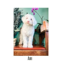 Australian Labradoodle Puppies from Novalie Australian Labradoodles