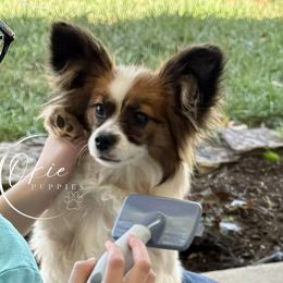 Dachshunds and Papillons from Okie Puppies