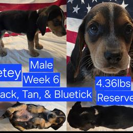 Petey Blue Male - Black tan and bluetick male Beagle puppy in Bemidji, Minnesota from Nse Farms Beagles
