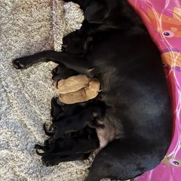 Boy 2 - Black male Labrador Retriever puppy in Alaska from Steele's Lone Oak Labradors