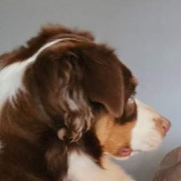 Miniature Australian Shepherd and Toy Australian Shepherd Puppies from Miller Hill Aussies