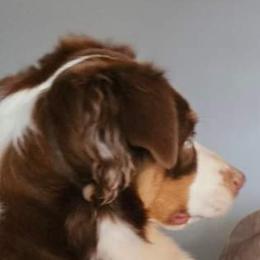 Miniature Australian Shepherd and Toy Australian Shepherd Puppies from Miller Hill Aussies