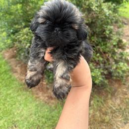 Benji - Sable male Shih Tzu puppy in Bastrop, Louisiana from Happy Scout's Shih Tzu's