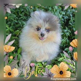 Baloo - AKC - Blue merle male Pomeranian puppy in Eatonville, Washington from Foxy Forest Poms