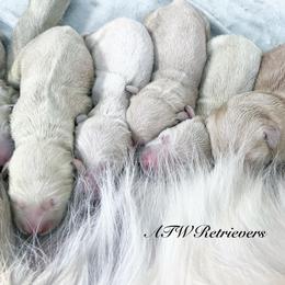 Girl (Reservation 5) - Golden female Golden Retriever puppy in Murfreesboro, Tennessee from ATW Retrievers