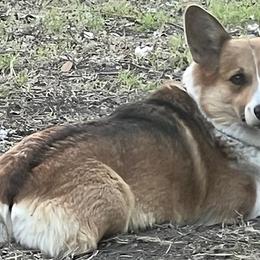 Trixie - Pembroke Welsh Corgi