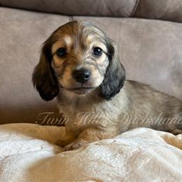 Cinnamon's Girl - Pink - Cream female Dachshund puppy in Jonesboro, Illinois from Twin Hills Dachshunds