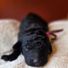 Rockstar - Black female Poodle puppy in Springfield, Oregon from Valaurah Farms