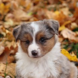Blue Merle Tri Female - Blue merle female Miniature American Shepherd puppy in Tiskilwa, Illinois from First Harmony Farms