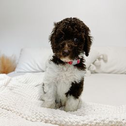 Hazelnut - Parti female Goldendoodle puppy in Montgomery, Texas from Dacus Doodles