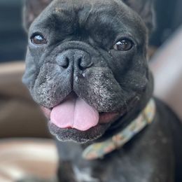 French Bulldogs from Doodles & Bubs Frenchies