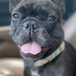 French Bulldogs from Doodles & Bubs Frenchies