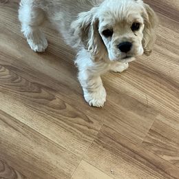 Cocker Spaniel Puppies from Bella Mia Cockers