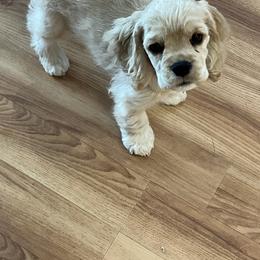 Cocker Spaniel Puppies from Bella Mia Cockers
