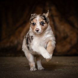 Border Collie Puppies from Hidden Meadows Livestock