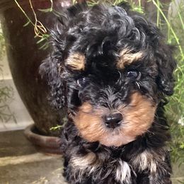 Cavapoos from Still Water Puppies