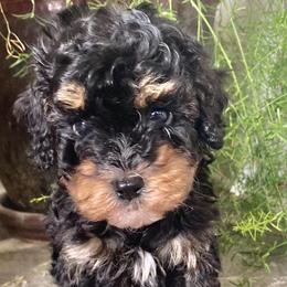Cavapoos from Still Water Puppies
