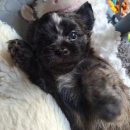 Blaze - Brindle and white male Mal-Shi puppy in Apollo Beach, Florida from Gemstone Exclusive Pups of Florida