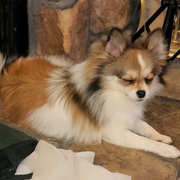 Juno - Pomeranian