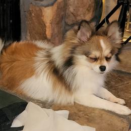 Juno - Pomeranian