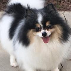 Pomeranians from Pawsh Pomeranians