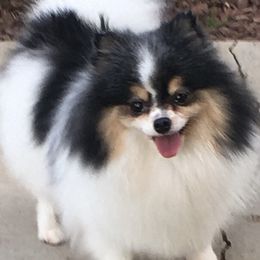 Pomeranians from Pawsh Pomeranians