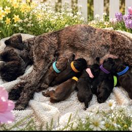 Miniature Schnauzer puppies from T’s Little Schnauzers