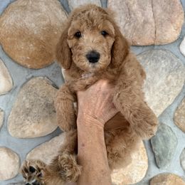Pluto - Brown - Red  male Goldendoodle puppy in Kent City, Michigan from Hannah Mae Doodles