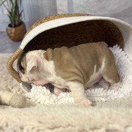 Bulldog Puppies from Sweet Rolls