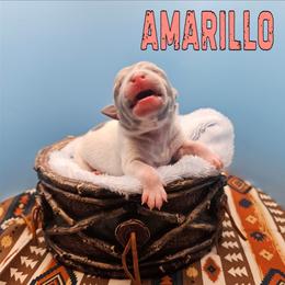 Amarillo - White and blue female Rat Terrier puppy in Lynn, Alabama from Cryptic Rat Terriers