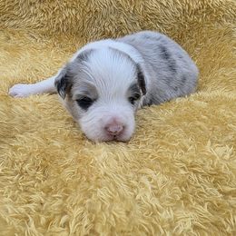 Girl 1 - White and blue merle female Border Collie puppy in Ripley, Oklahoma from Adventure5 Border Collies