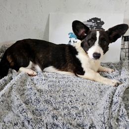 Boy 4 - Black and white male Cardigan Welsh Corgi puppy in Natchitoches. La, Louisiana from Bleu Bayou Corgis