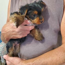Yorkshire Terrier Puppies from Sugar Nana Yorkies