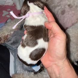 Lavender - Brown and white female Bernedoodle puppy in Curtice, Ohio from The Pink Doghouse