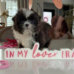 Marshall - Blue and white male Shih Tzu puppy in Rockville Centre, New York from Magnolia Tzus