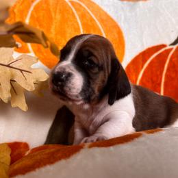 Girl 1 - Black brown and white female Basset Hound puppy in Manteca, California from AKC Basset Hounds Puppy