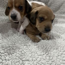 Dachshund Puppies from JnA Dachshunds