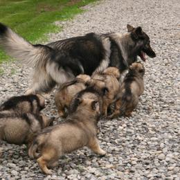 Shiloh Shepherd Puppies from Solace Shilohs