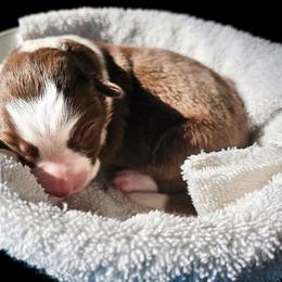 Breeze - White and red female Border Collie puppy in Cedar Springs, Michigan from Lyncroft Border Collies